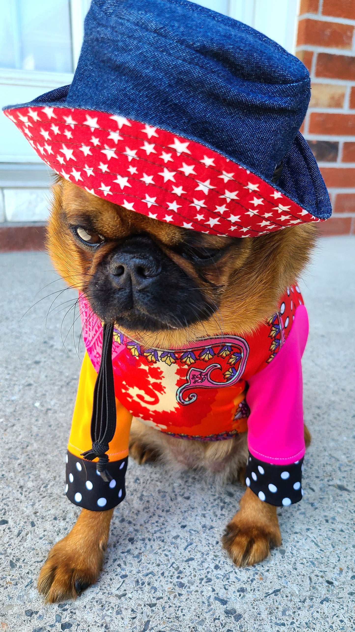 Bonnet Guilligan en jeans, pour chien