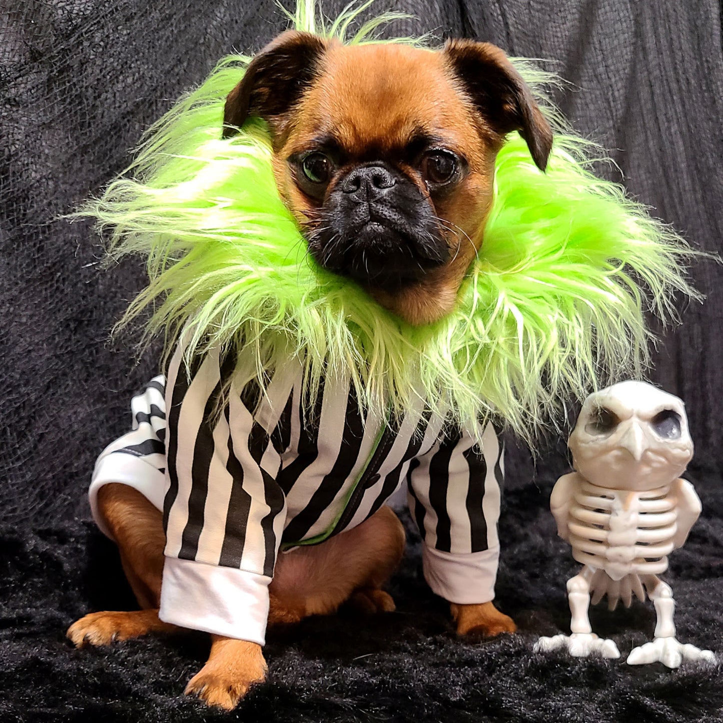 Blouson Beetlejuice, pour chien