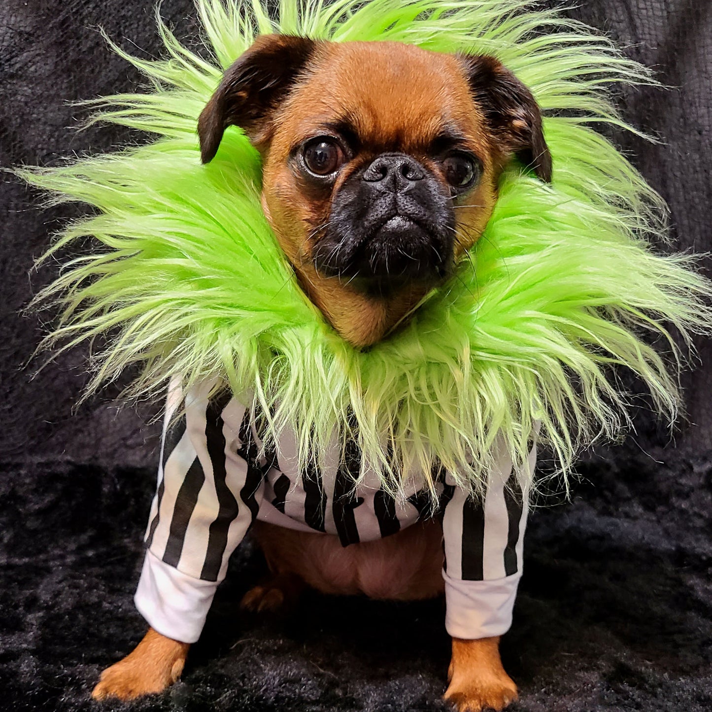 Blouson Beetlejuice, pour chien