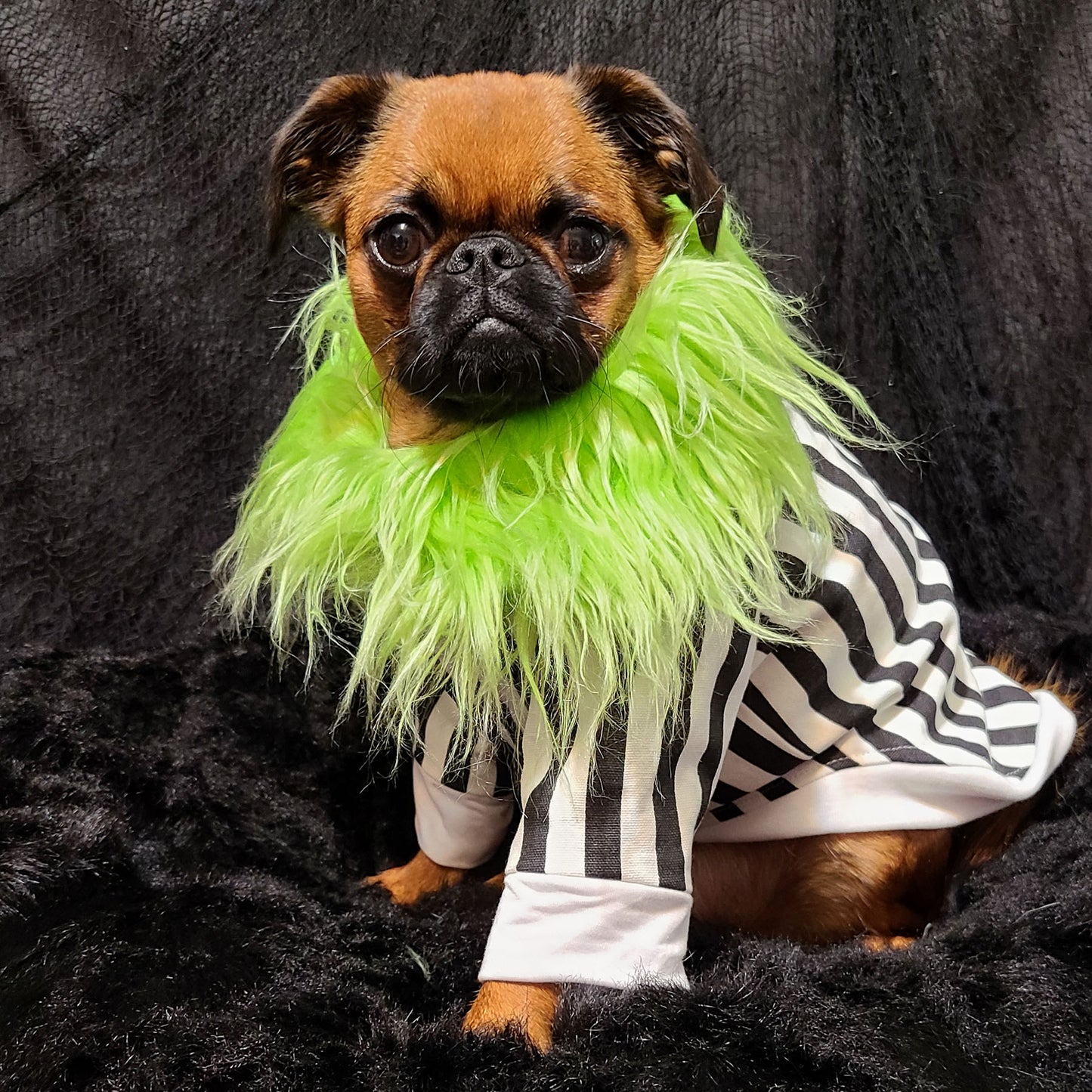 Blouson Beetlejuice, pour chien