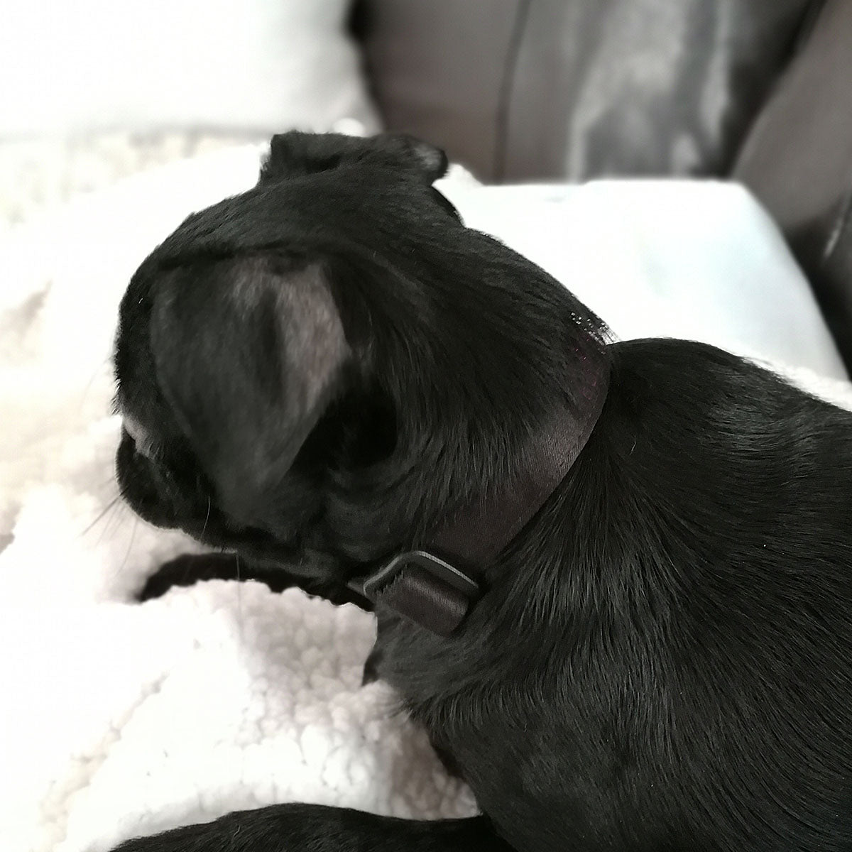 Collier pour chien, Élegance satin