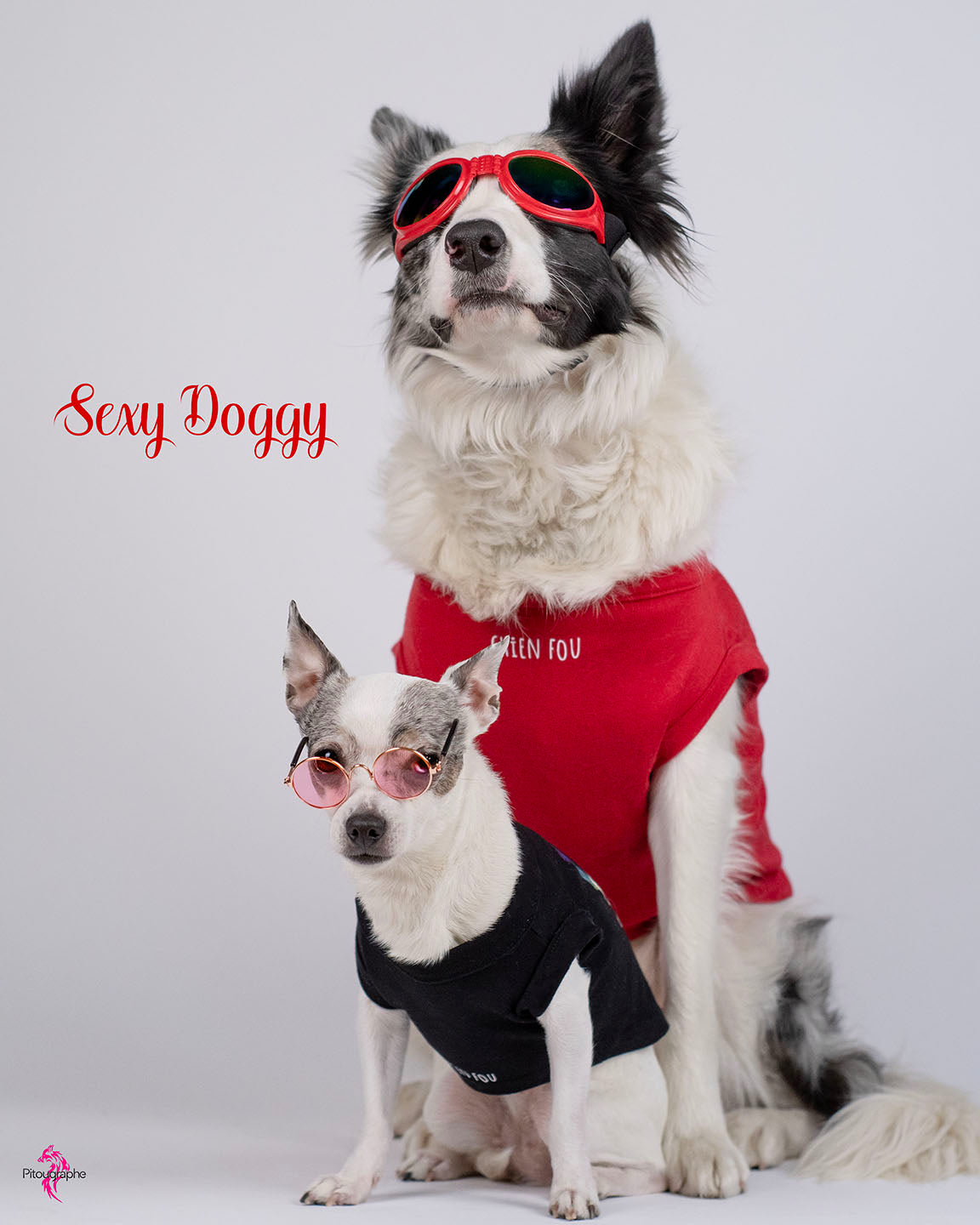 Lunettes pour chien