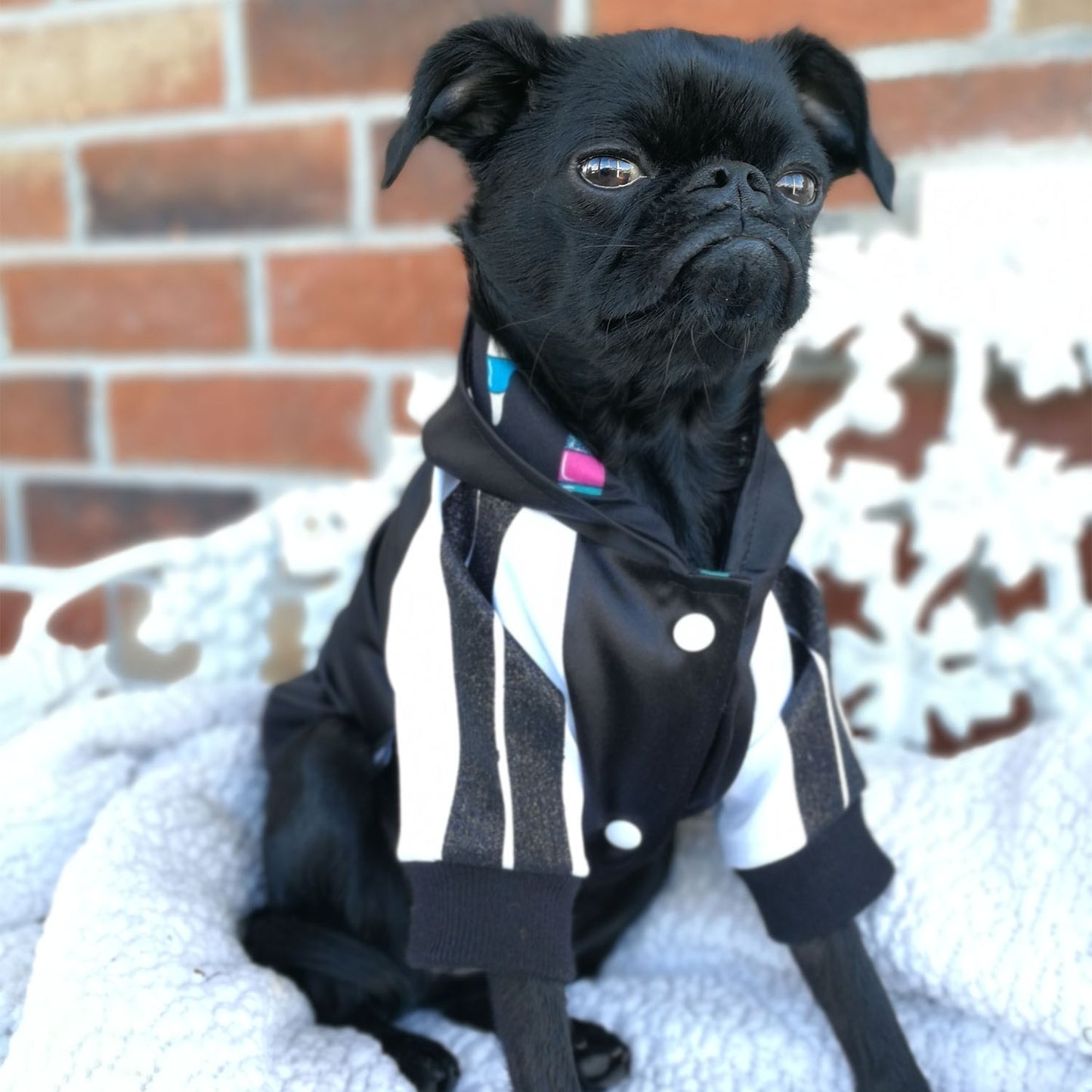 Blouson Bomber rétro, pour chien