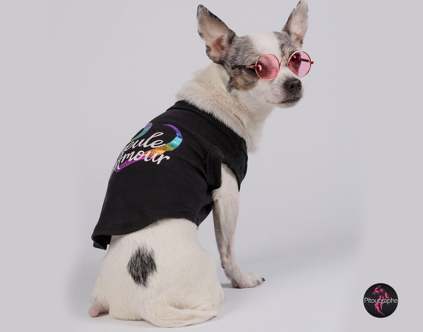 Petite lunettes rondes pour chien et chat