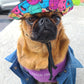 Bonnet Guilligan fleur, pour chien