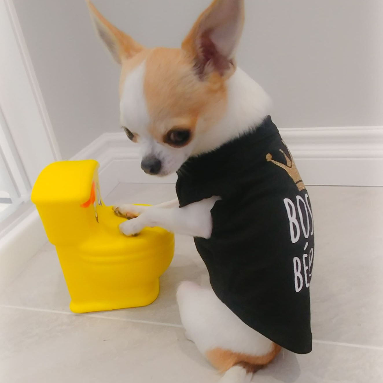 Boss des bécosses, t-shirt pour chien