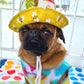 Bonnet Guilligan fleur, pour chien