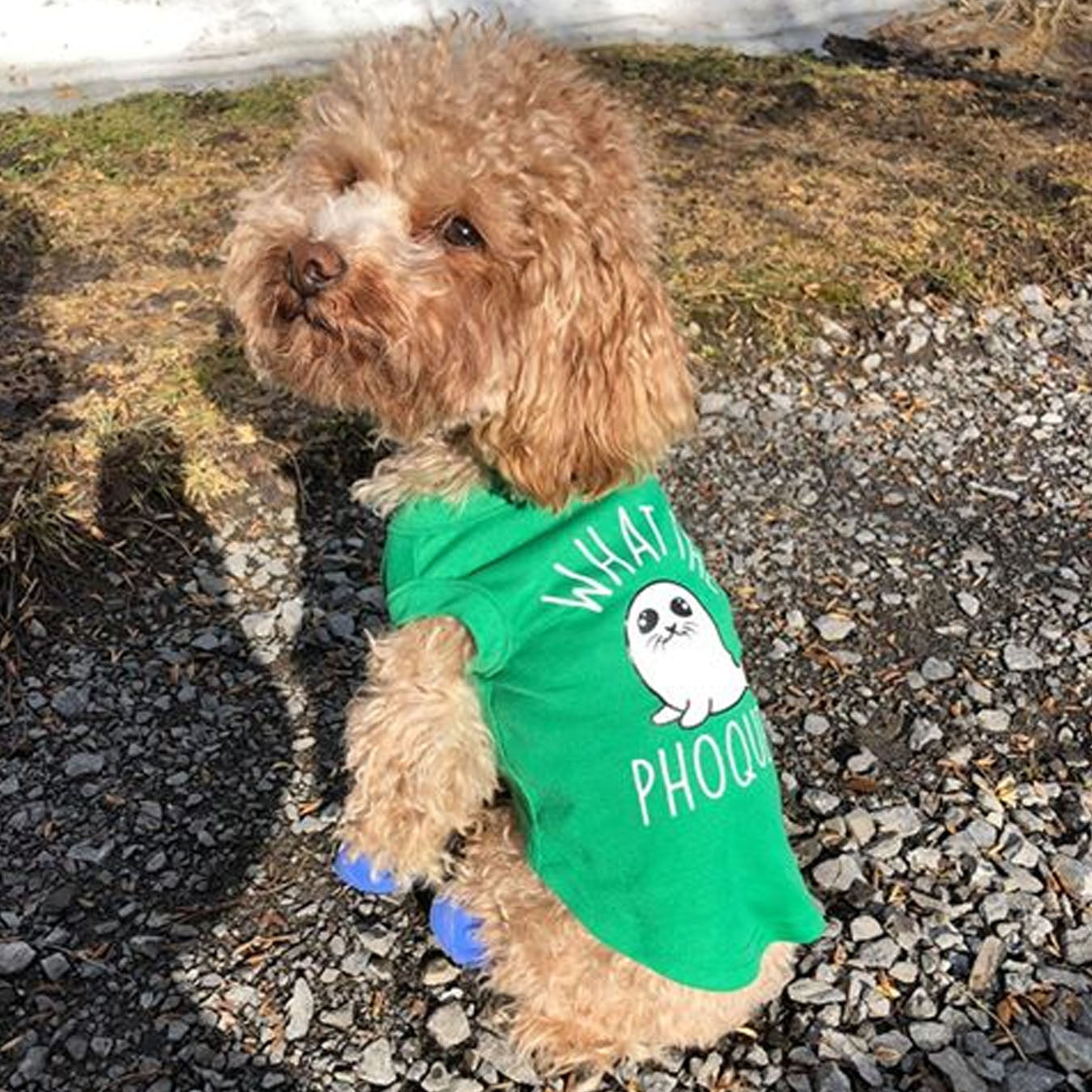 What the phoque, t-shirt pour chien