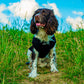 Désolé, mon cœur est pris, t-shirt pour chien