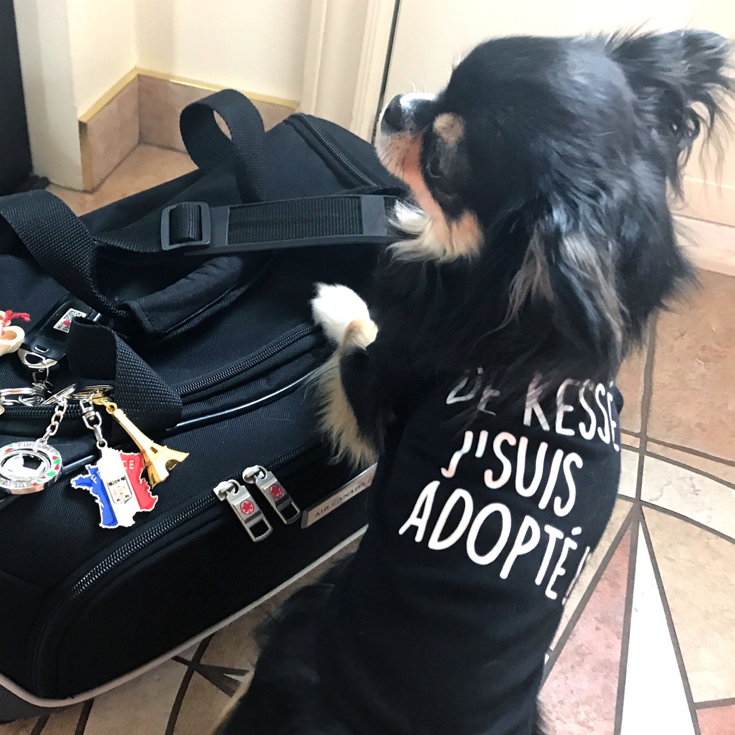 De kessé, j'suis adopté, t-shirt pour chien