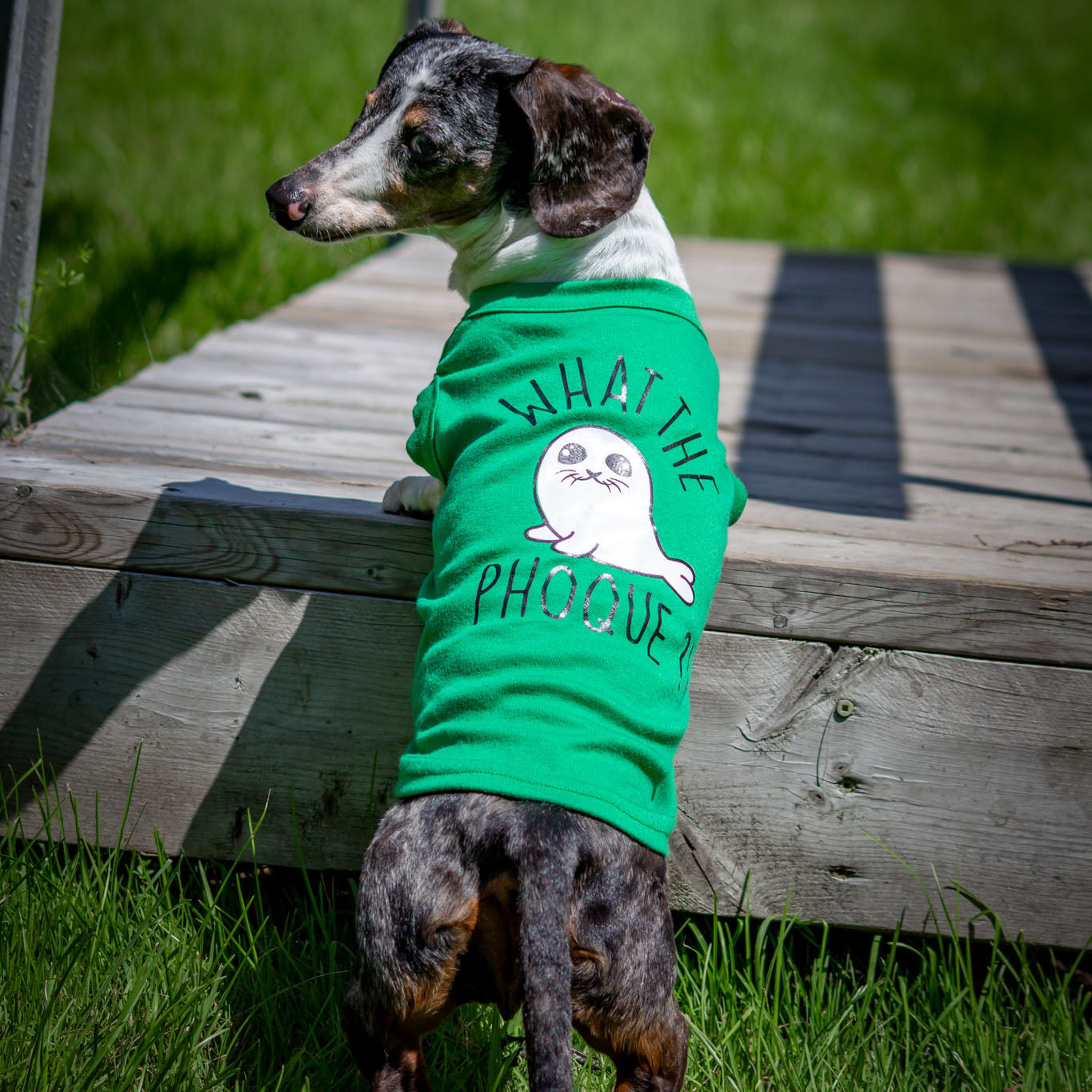 What the phoque, t-shirt pour chien