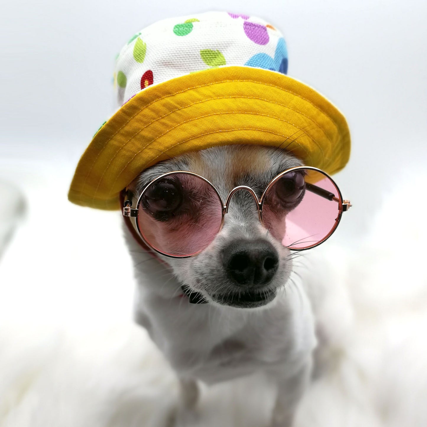 Petite lunettes rondes pour chien et chat
