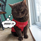 Amour XOXO, t-shirt pour chien
