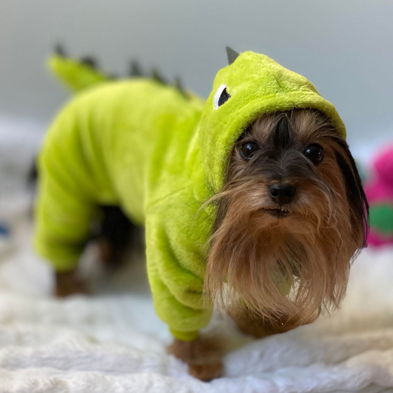 Pyjama dinosaure, pour chiens