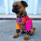 Gilet FUNKY, pour chien