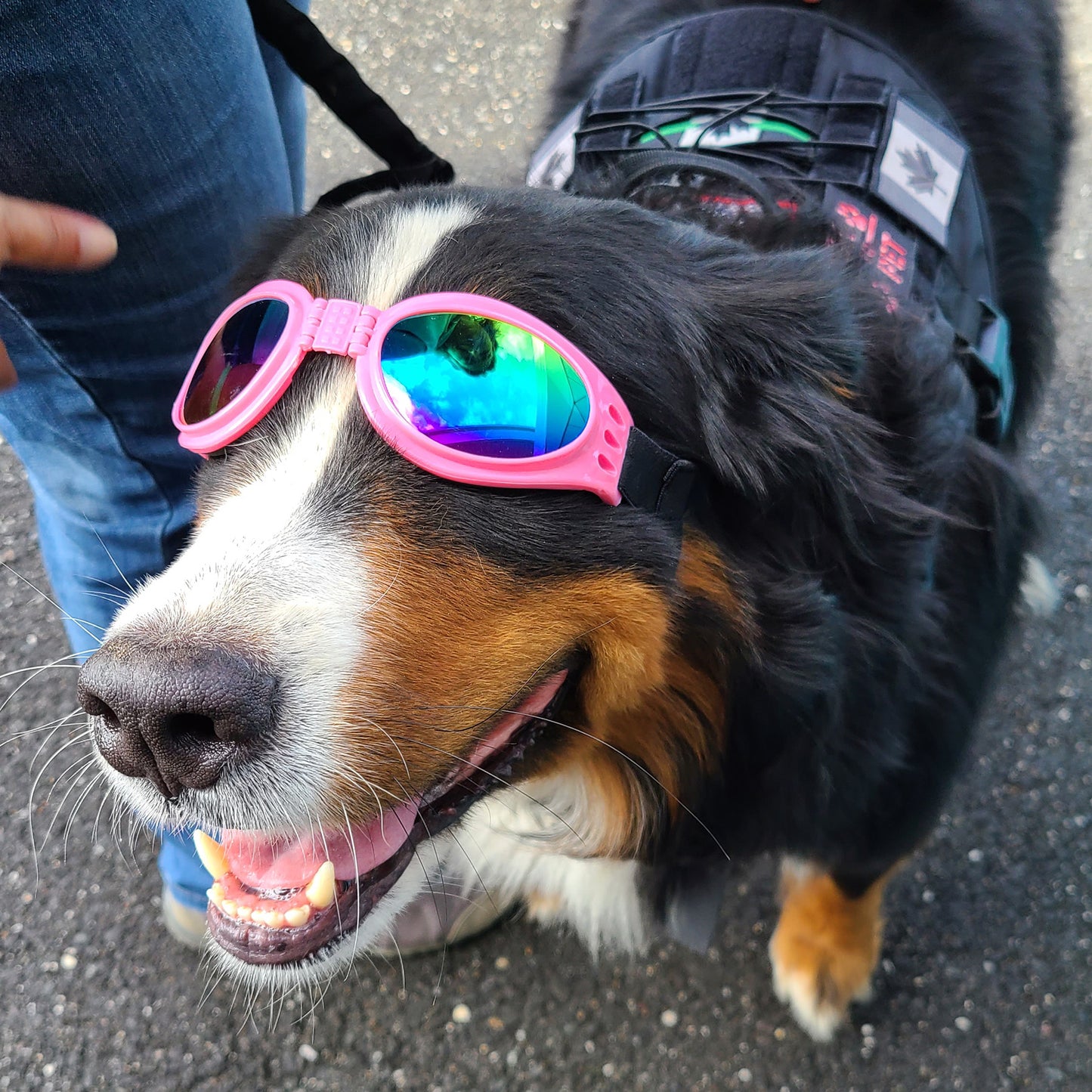Lunettes pour chien