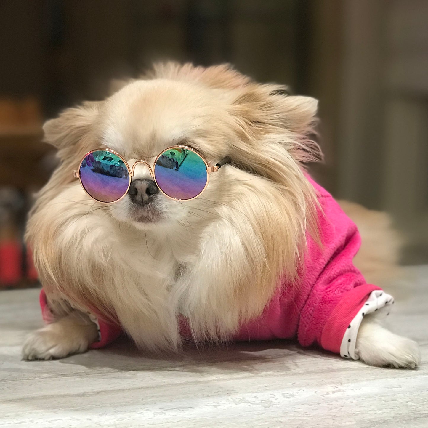 Petite lunettes rondes pour chien et chat