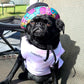 Bonnet Guilligan noir, pour chien