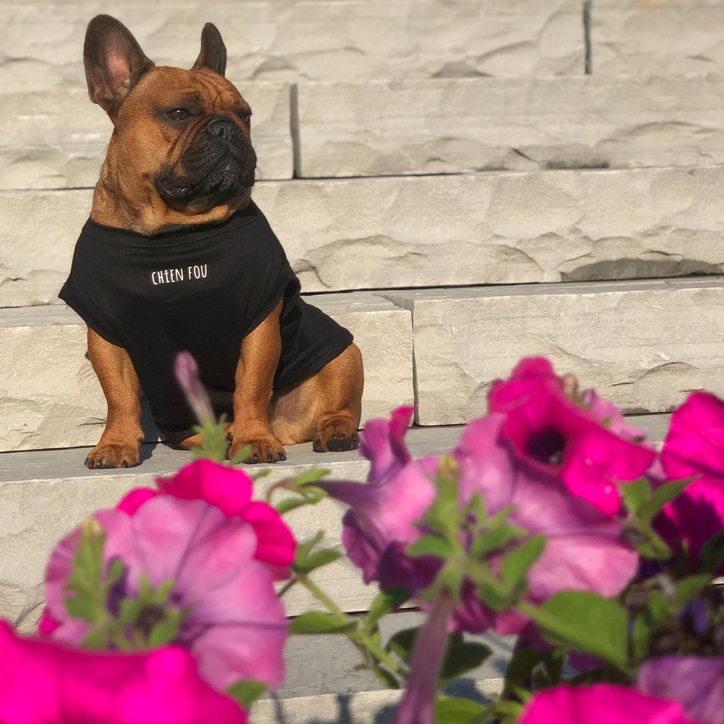 C'est pas moi qui ai pété, t-shirt pour chien