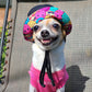 Bonnet Guilligan noir, pour chien