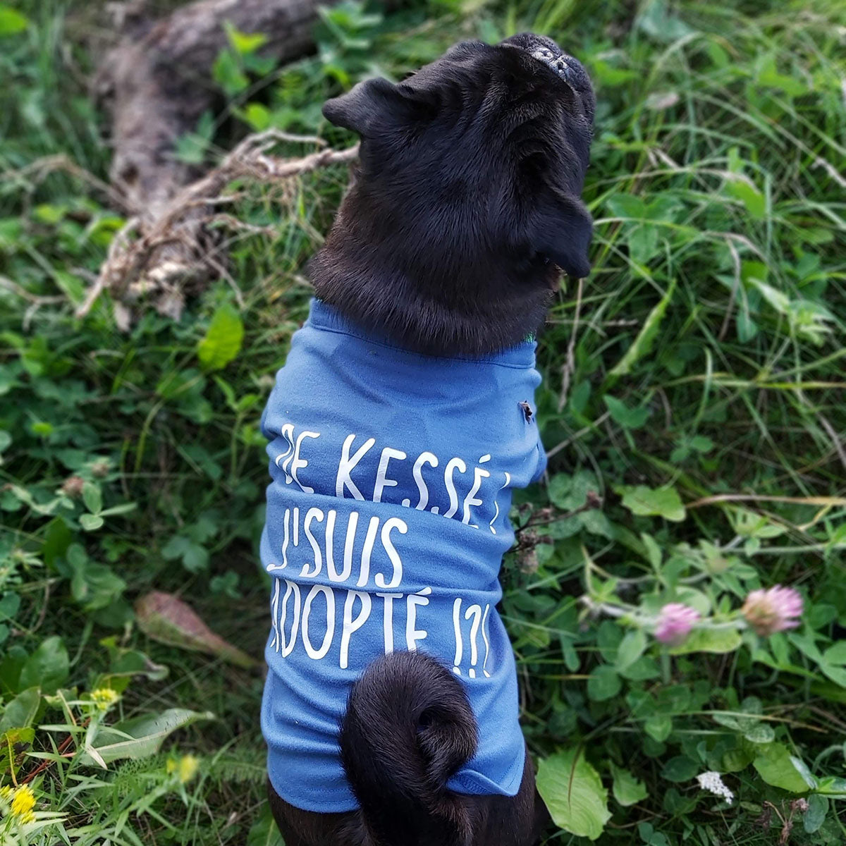 De kessé, j'suis adopté, t-shirt pour chien